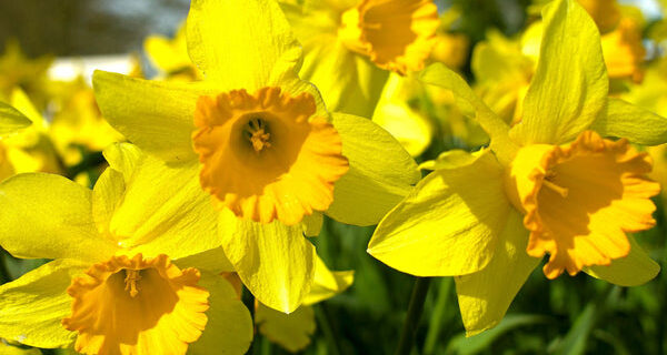 daffodil trios