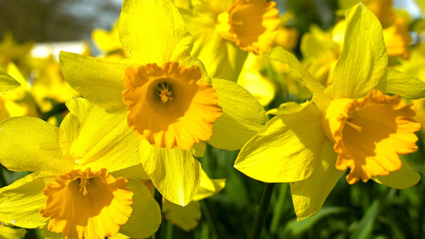 daffodil trios