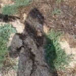 Foto del perfil de Banaphshu
