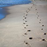 Logotipo del grupo footprints